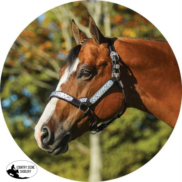 Billy Royal® Sydney Silver Show Halter