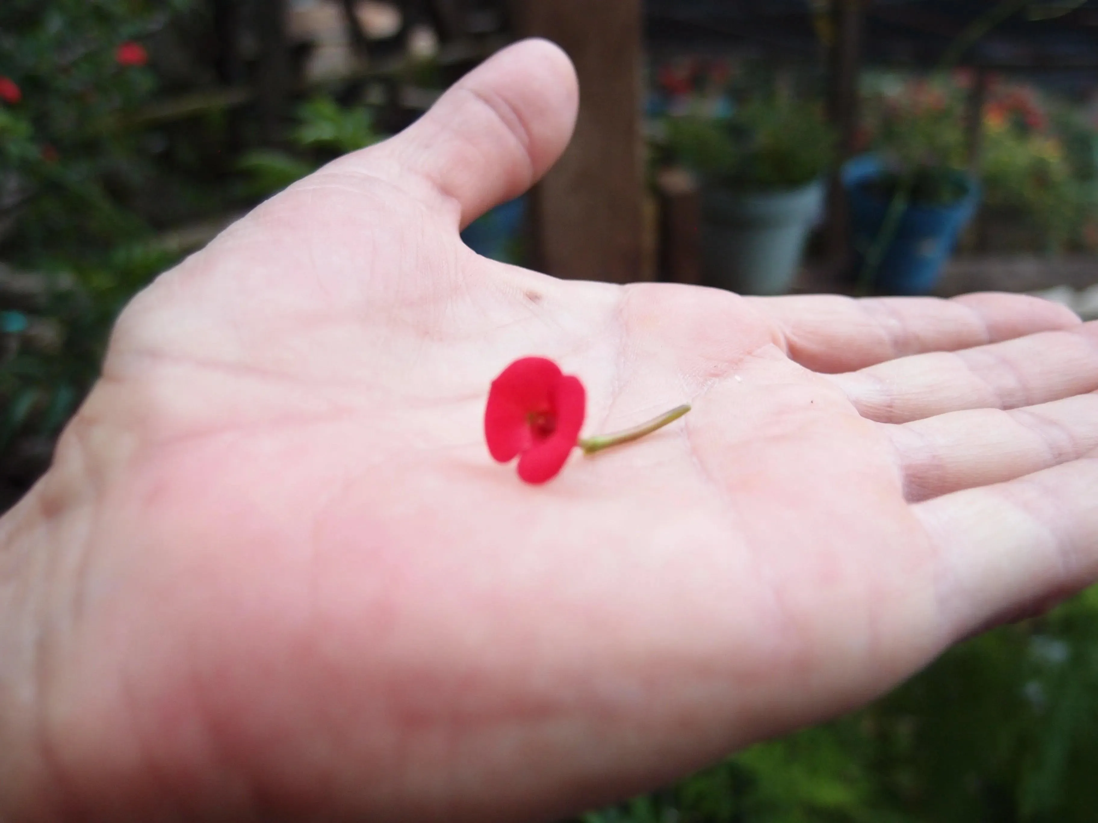 Silver Brooch - Poppy - Tapered Oval