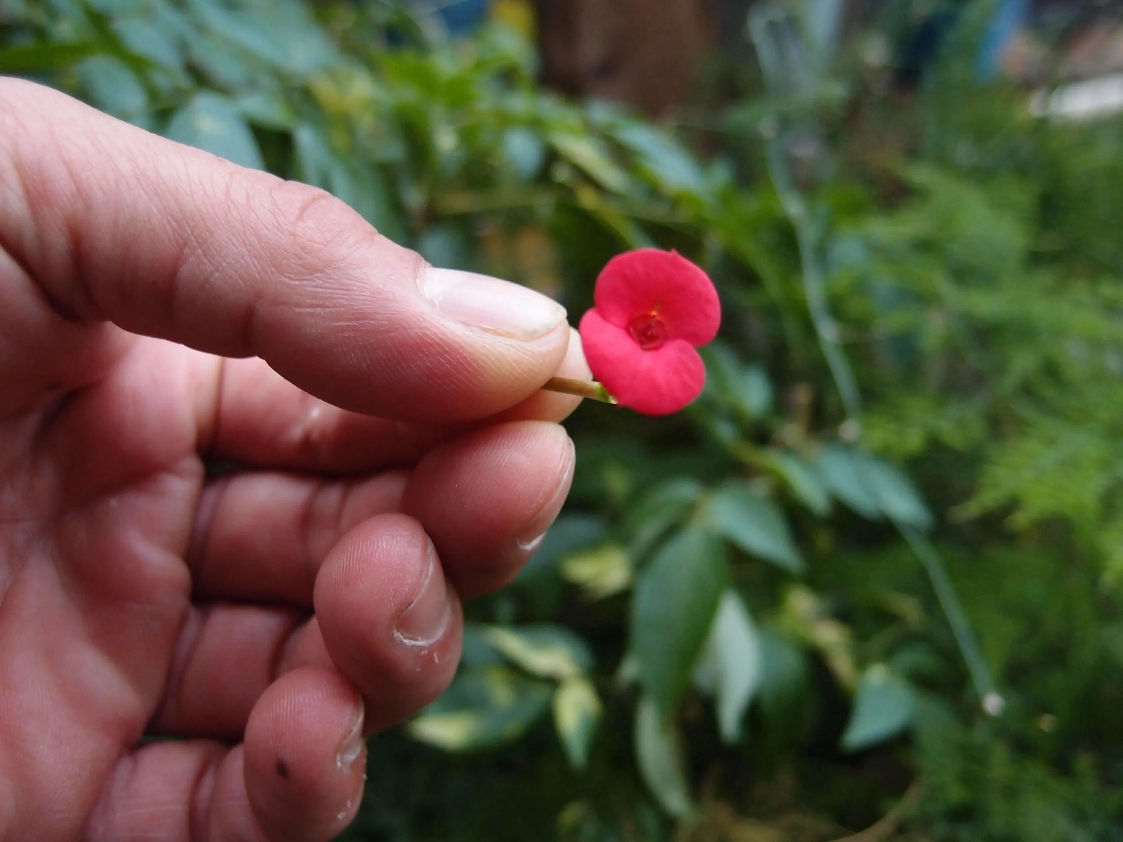 Silver Brooch - Poppy - Tapered Oval