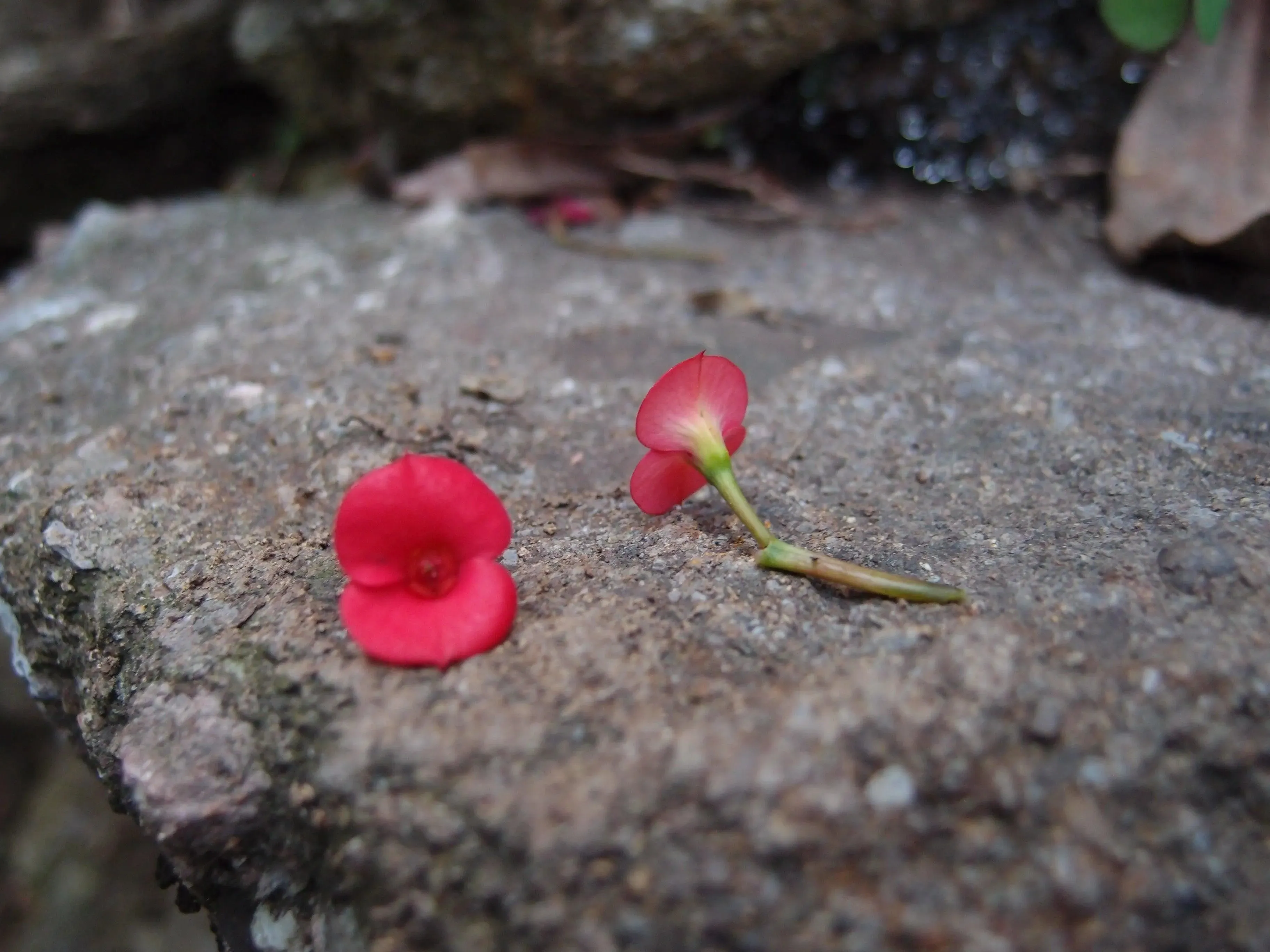 Silver Brooch - Poppy - Tapered Oval